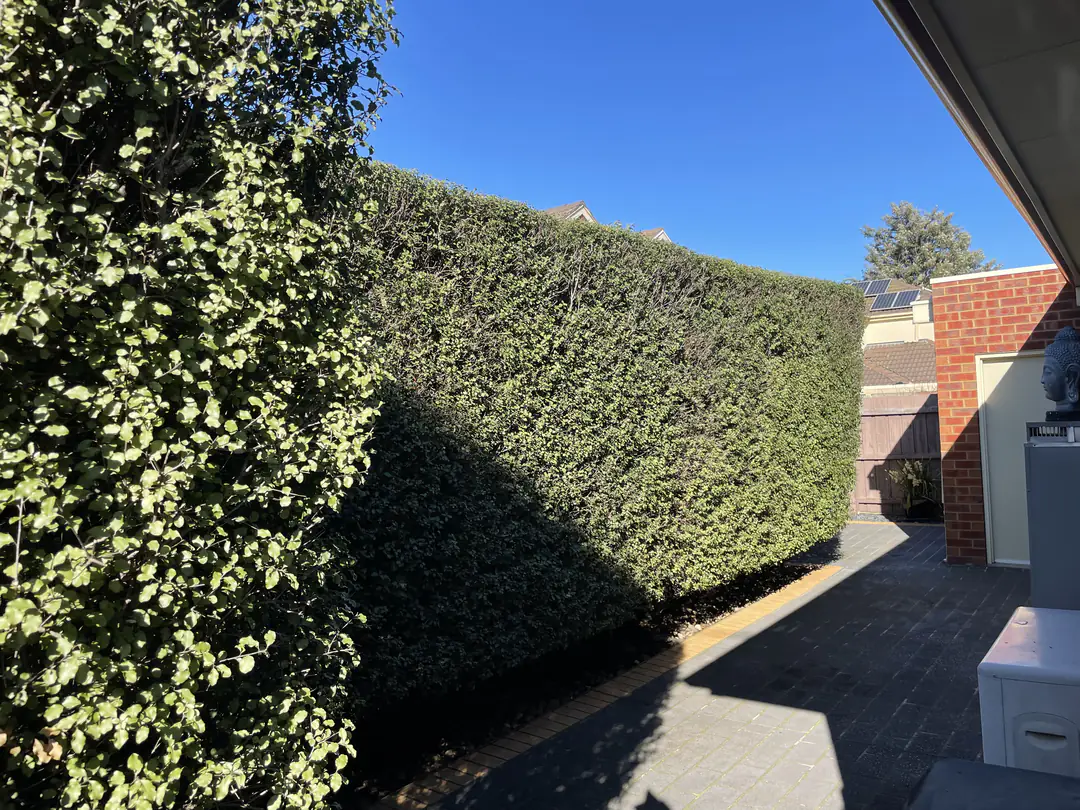 Cleanly trimmed hedge