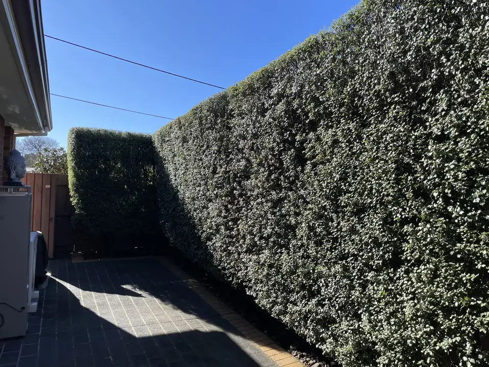 Trimmed hedges beside a paved garden path